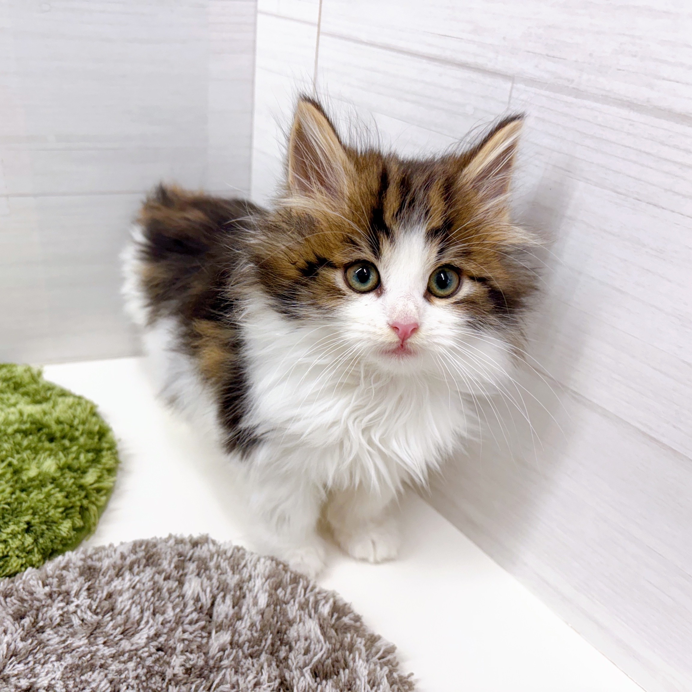 石川県のノルウェージャンフォレストキャット (犬の家＆猫の里アミーゴ金沢おこばた店/2025年10月10日生まれ/男の子/ブラウンタビーホワイト)の子猫の2枚目の画像