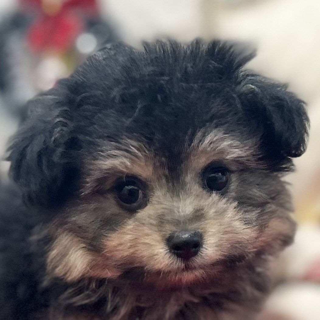 ハーフ犬女の子の写真