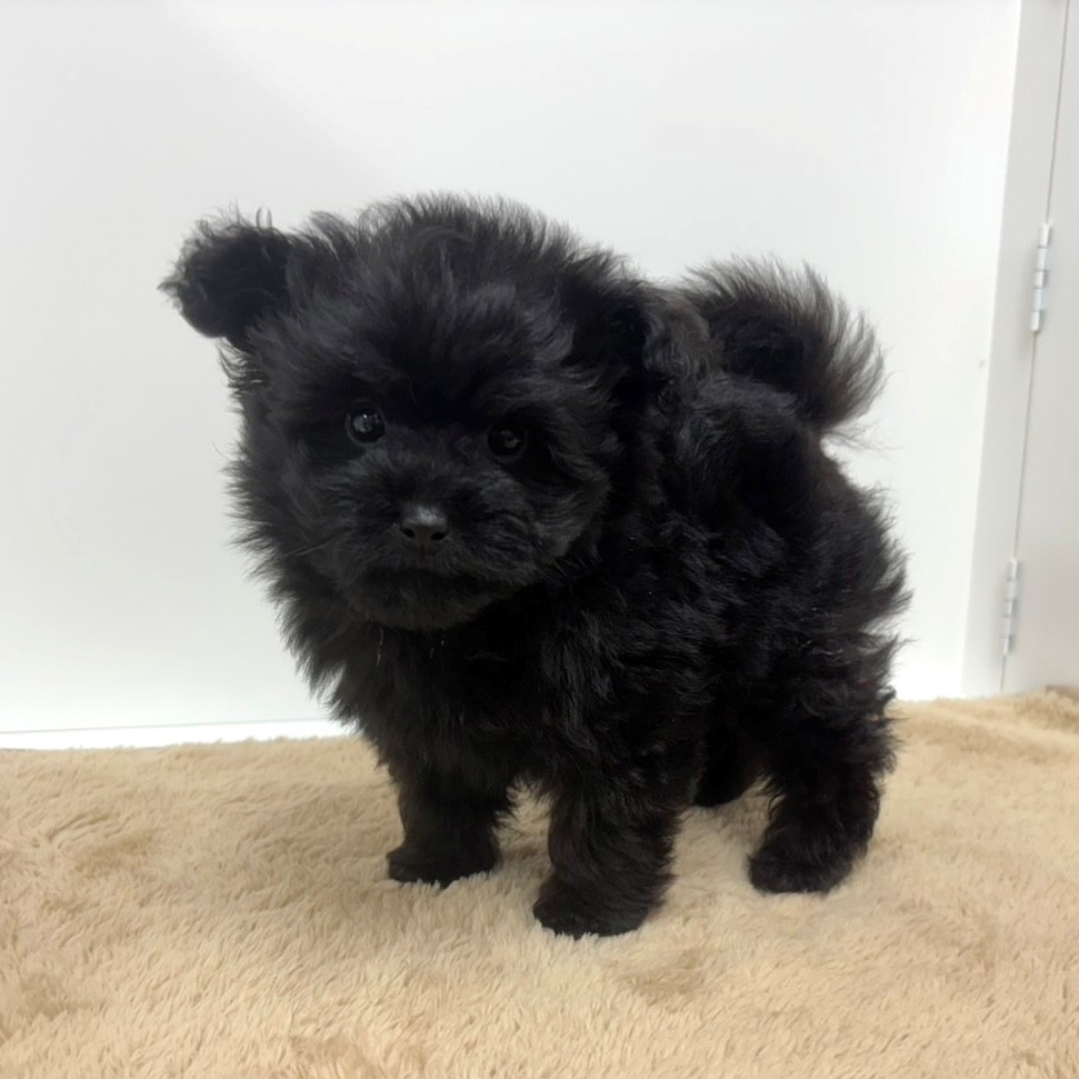 神奈川県のポメプー(ポメラニアン×プードル) (犬の家＆猫の里相模原店/2025年10月12日生まれ/男の子/ブラック)の子犬の2枚目の画像