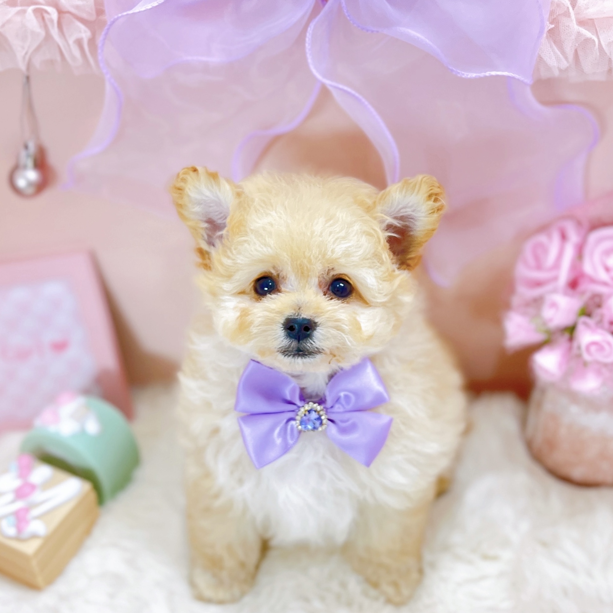 ハーフ犬女の子の写真