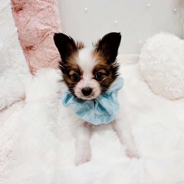 福井県のパピヨン (犬の家＆猫の里福井店/2025年10月12日生まれ/男の子/ホワイトブラウン)の子犬の2枚目の画像