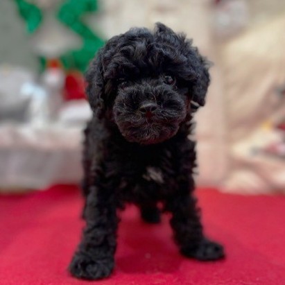 岡山県のトイプードル(トイ) (犬の家＆猫の里倉敷店/2025年10月12日生まれ/女の子/ブラック)の子犬の2枚目の画像