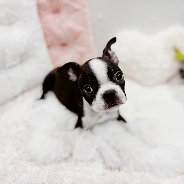 福井県のボストンテリア (犬の家＆猫の里福井店/2025年10月3日生まれ/女の子/ボストンカラー)の子犬の2枚目の画像