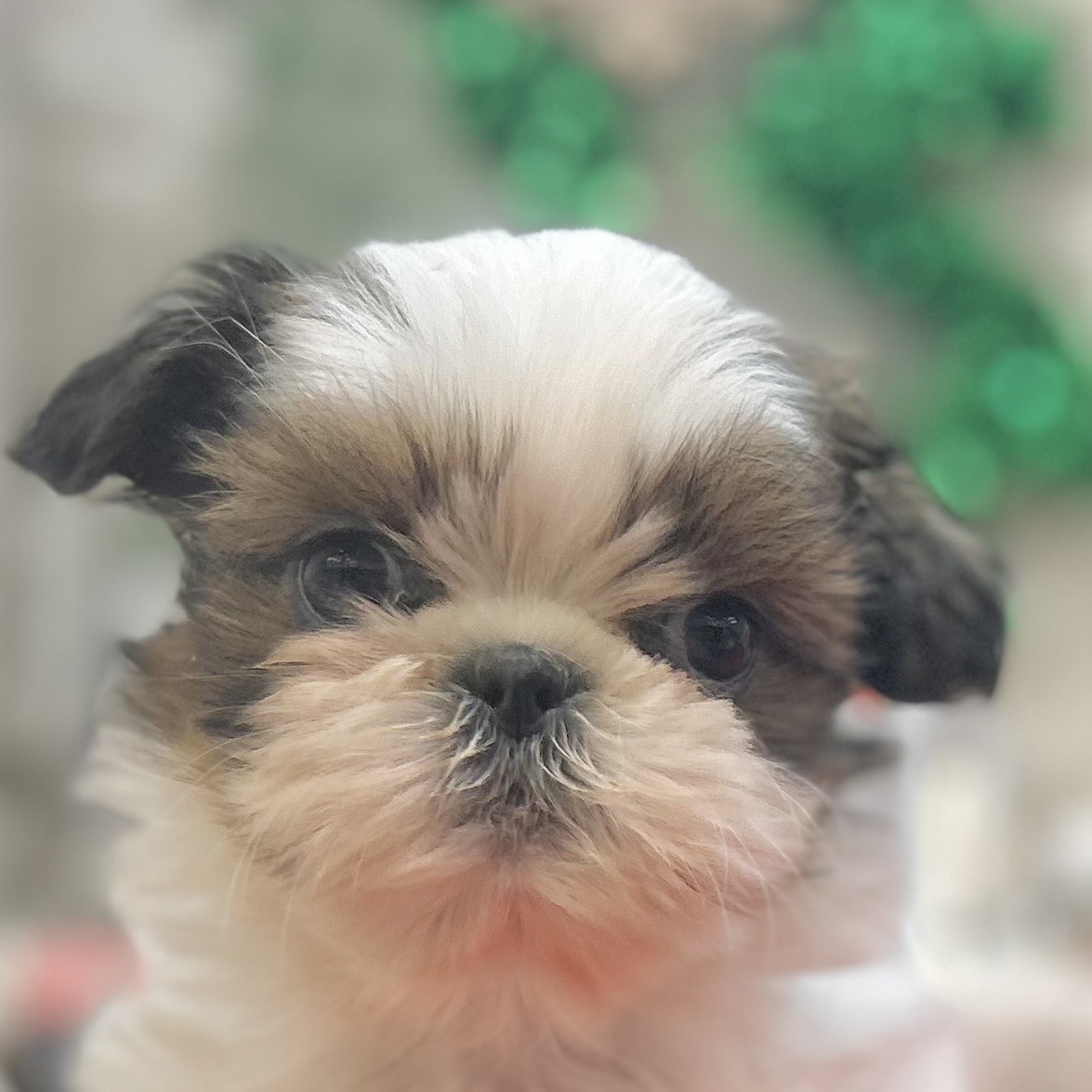 シーズー男の子の写真