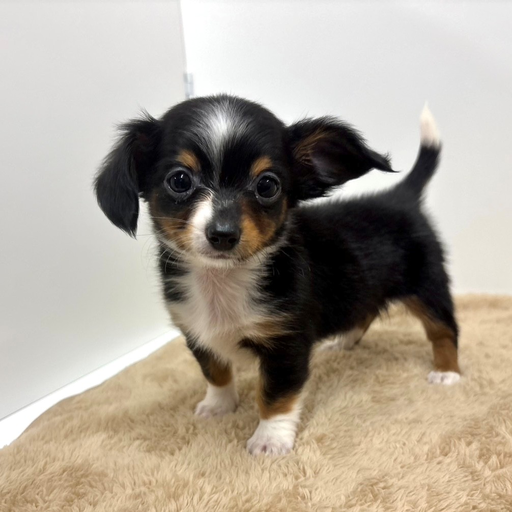 神奈川県のチワックス(チワワ×ダックス) (犬の家＆猫の里相模原店/2025年10月11日生まれ/男の子/ブラックタンホワイト)の子犬の2枚目の画像
