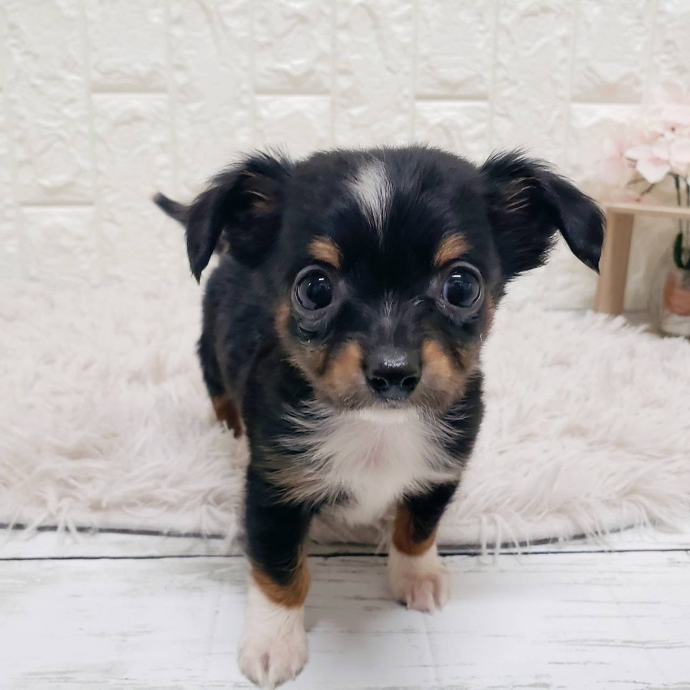 岡山県のチワックス(チワワ×ダックス) (犬の家＆猫の里岡山店/2025年10月11日生まれ/男の子/ブラックタンホワイト)の子犬の2枚目の画像