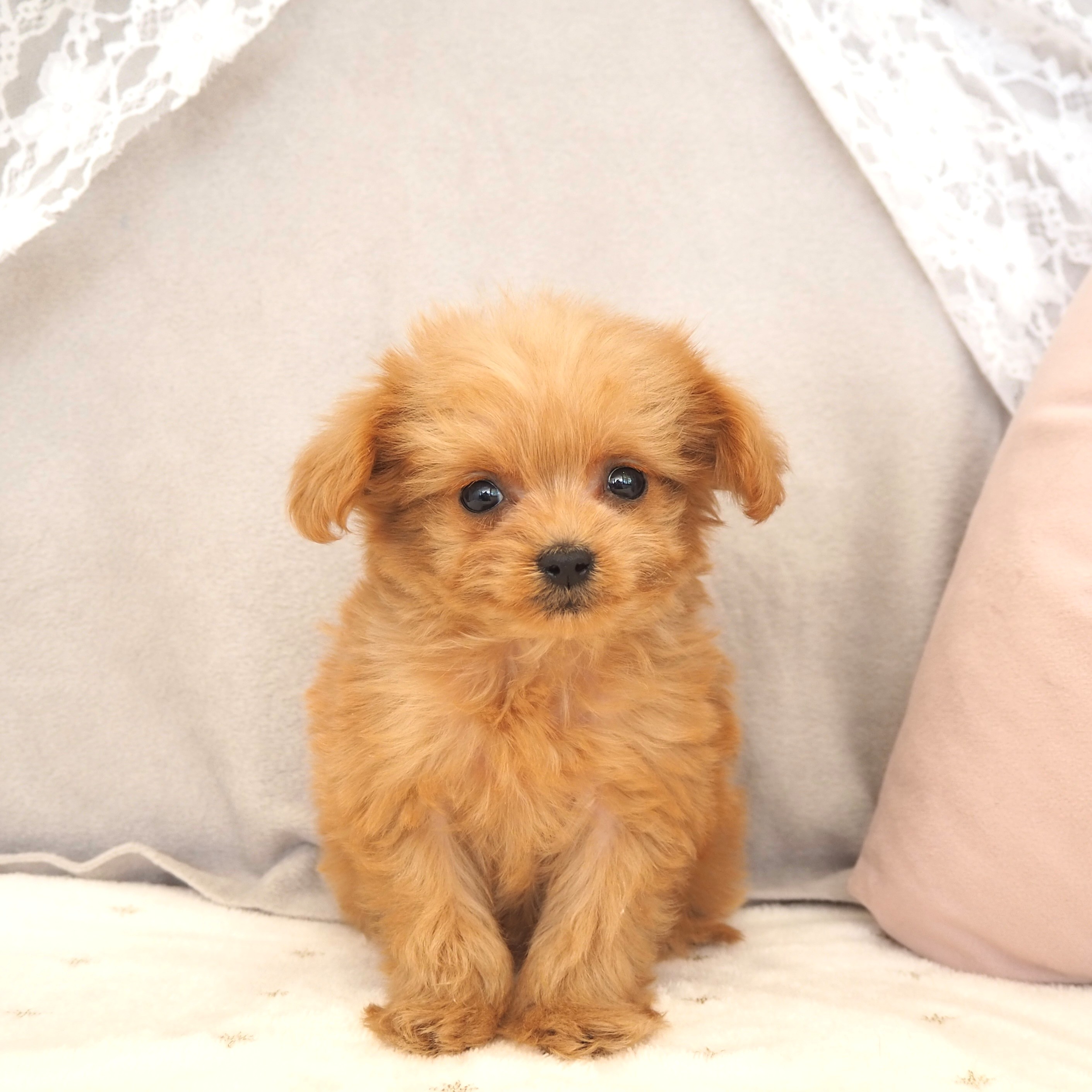 ハーフ犬女の子の写真