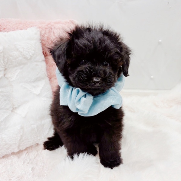 福井県のポメプー(ポメラニアン×プードル) (犬の家＆猫の里福井店/2025年10月5日生まれ/男の子/ブラック)の子犬の2枚目の画像