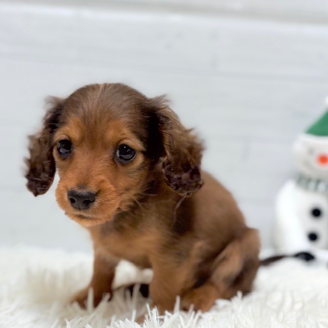 愛知県のカニンヘンダックスフンド(ロング) (犬の家＆猫の里豊田店/2025年10月11日生まれ/男の子/レッド)の子犬の2枚目の画像
