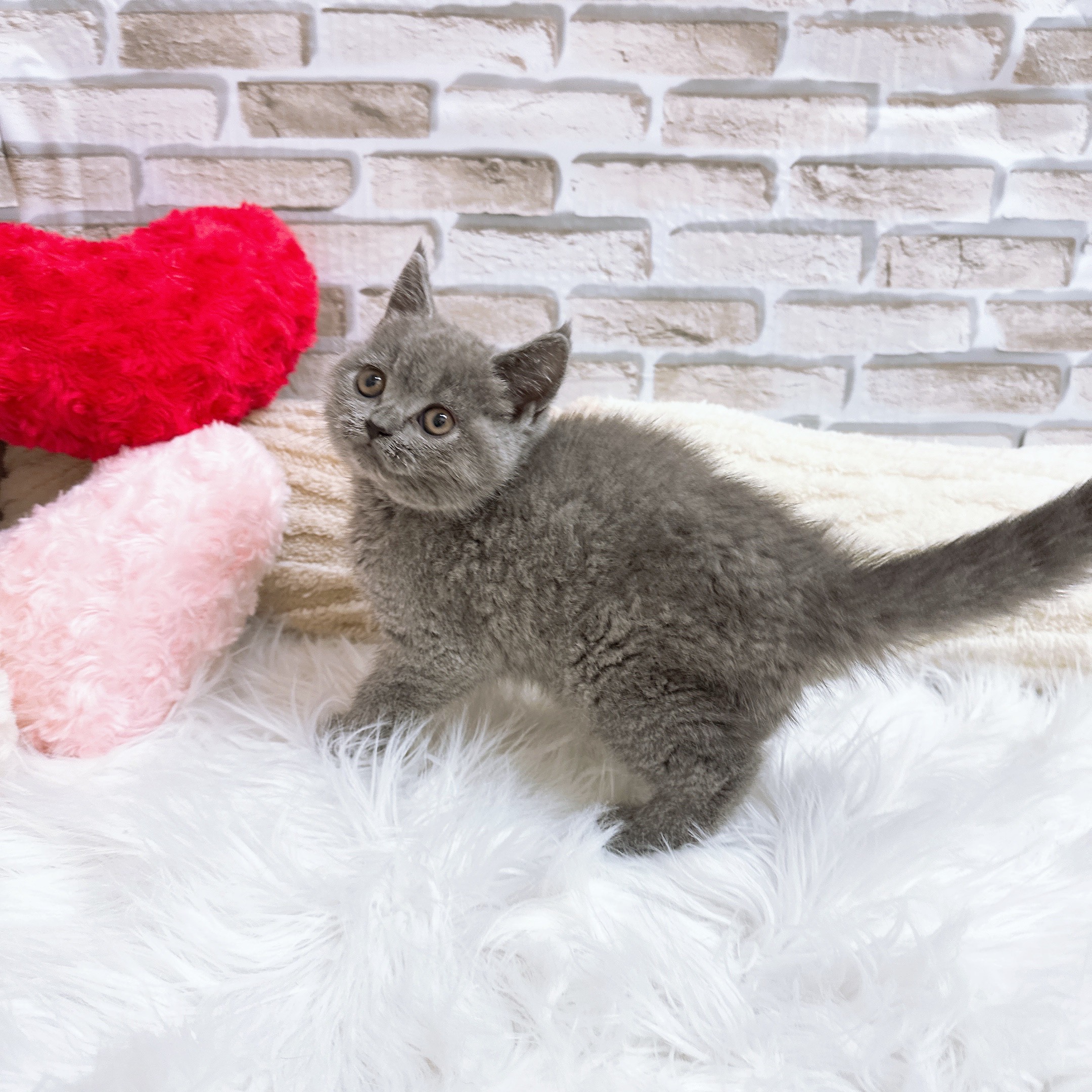 ブリティッシュショートヘア女の子の写真