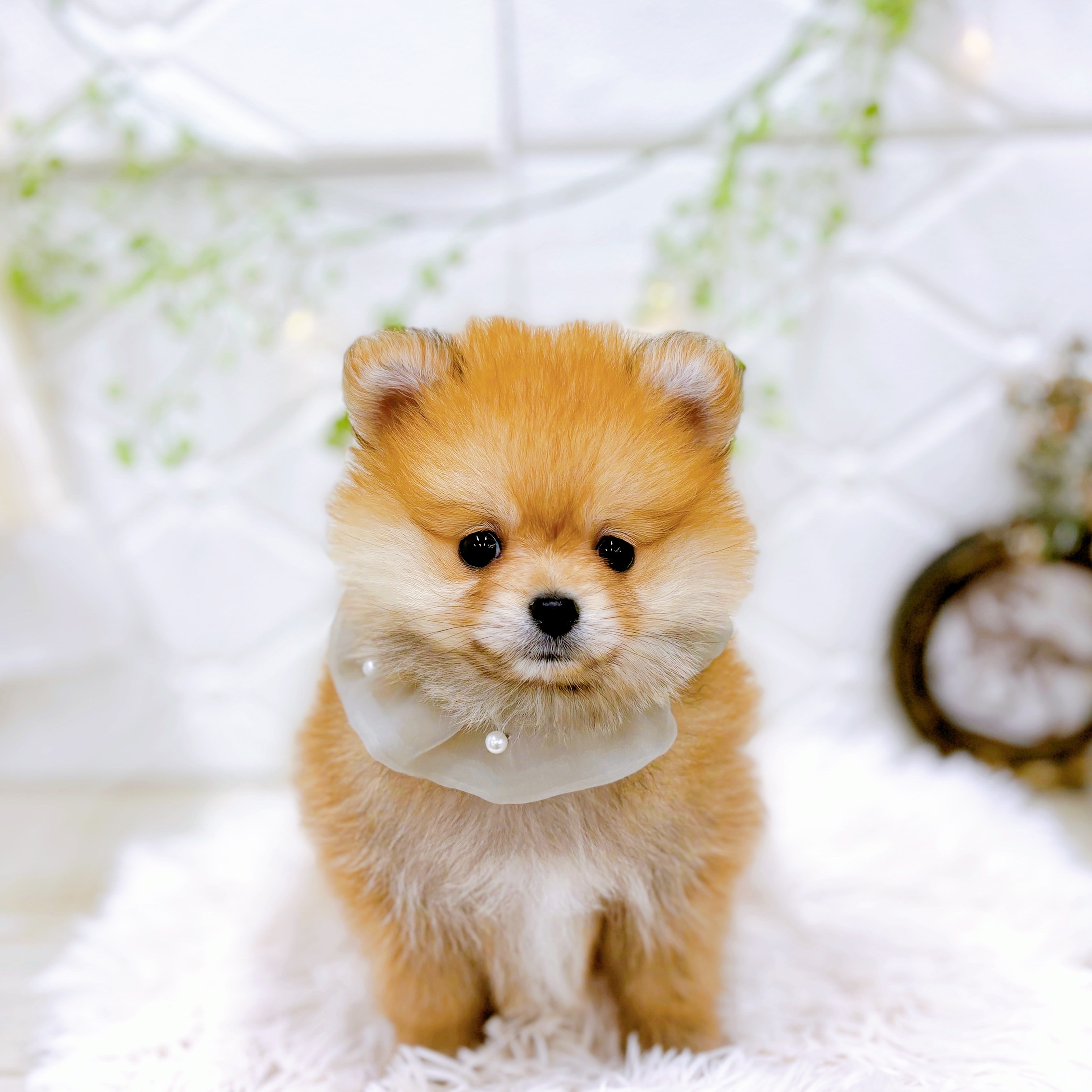 ポメラニアン男の子の写真