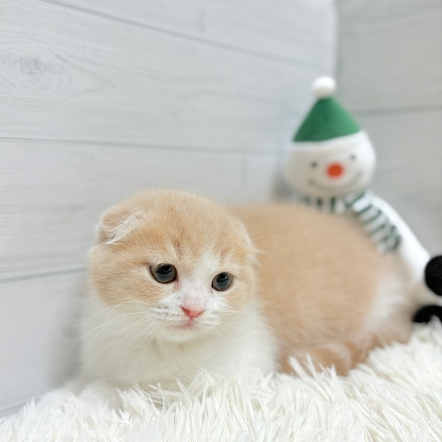 福岡県のスコティッシュフォールド (犬の家＆猫の里くりえいと宗像店/2025年10月9日生まれ/男の子/クリームタビーホワイト)の子猫の2枚目の画像