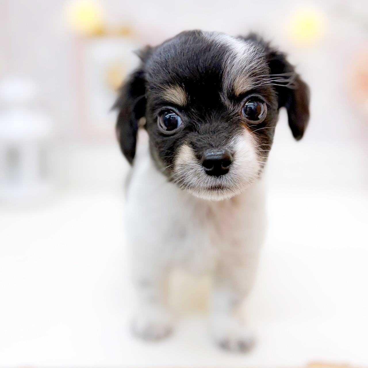 富山県のチワックス(チワワ×ダックス) (犬の家＆猫の里富山店/2025年10月12日生まれ/男の子/ブラックタンパイボールド)の子犬の2枚目の画像