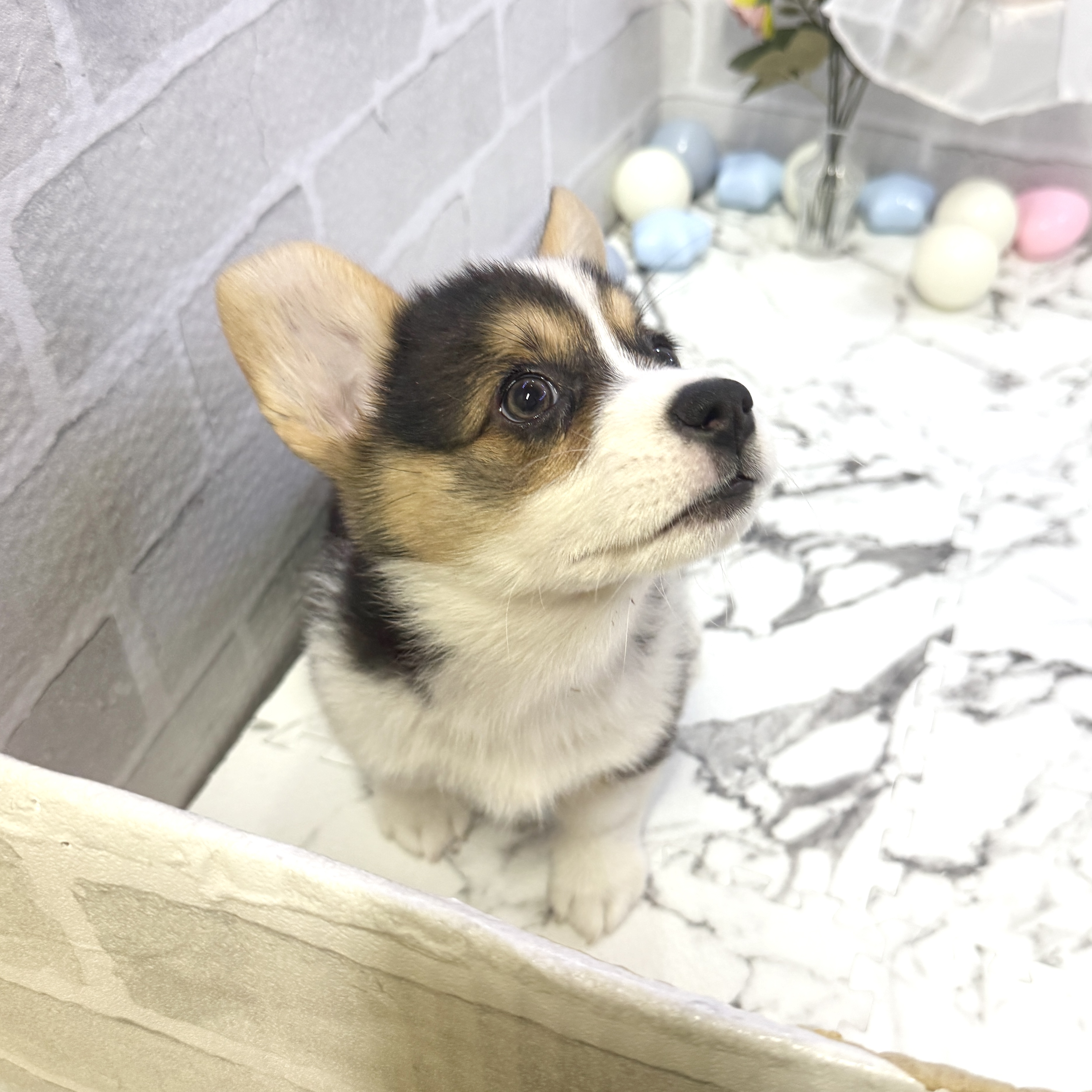 愛知県のウェルシュコーギーペンブローク (犬の家＆猫の里岡崎店/2025年10月12日生まれ/女の子/ブラックタンホワイト)の子犬の2枚目の画像