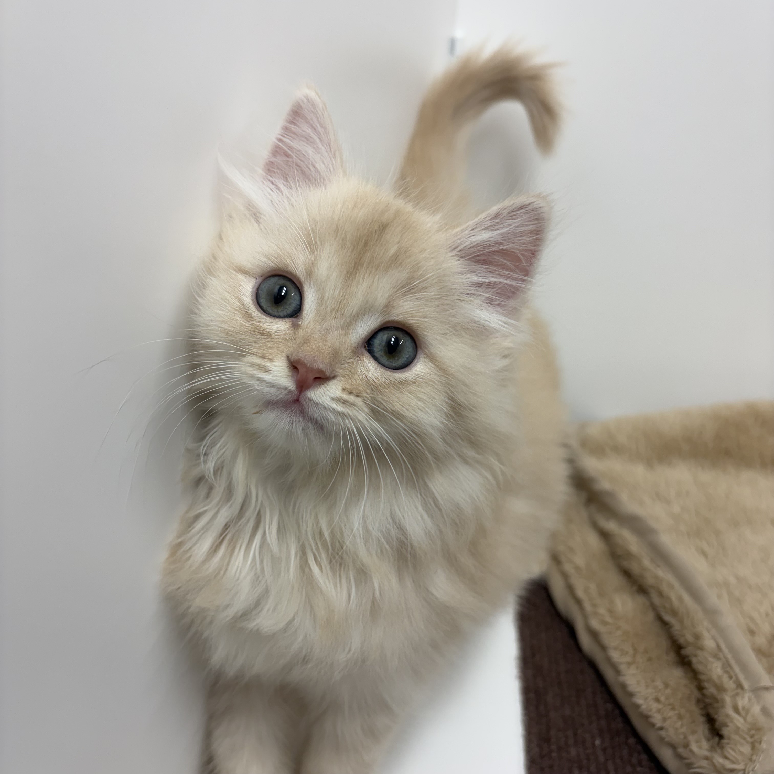 神奈川県のマンチカン (犬の家＆猫の里相模原店/2025年10月13日生まれ/男の子/クリームタビー)の子猫の2枚目の画像