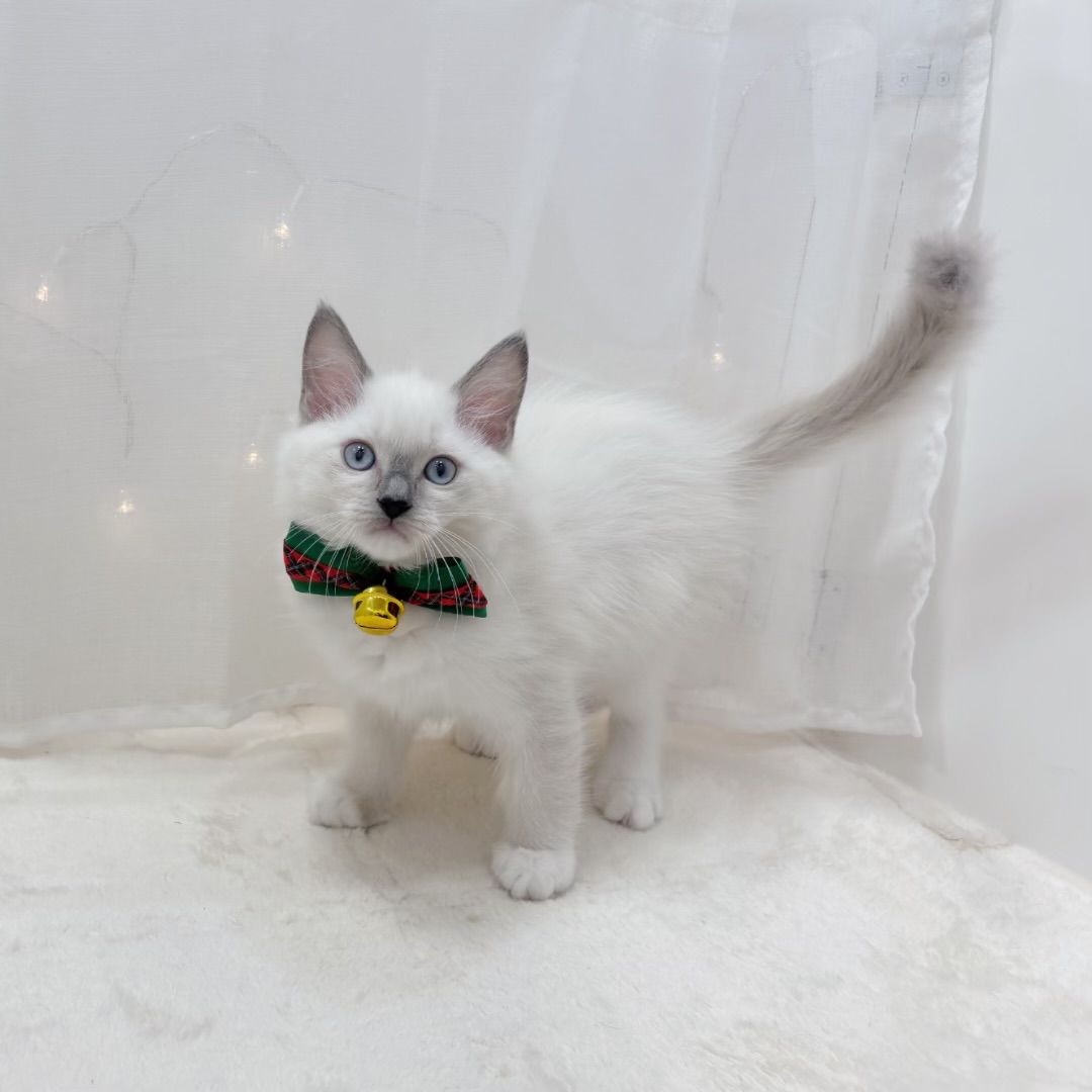 千葉県のラグドール (犬の家＆猫の里BIGHOPガーデンモール印西店/2025年10月10日生まれ/男の子/ブルーポイントミテッド)の子猫の1枚目の画像