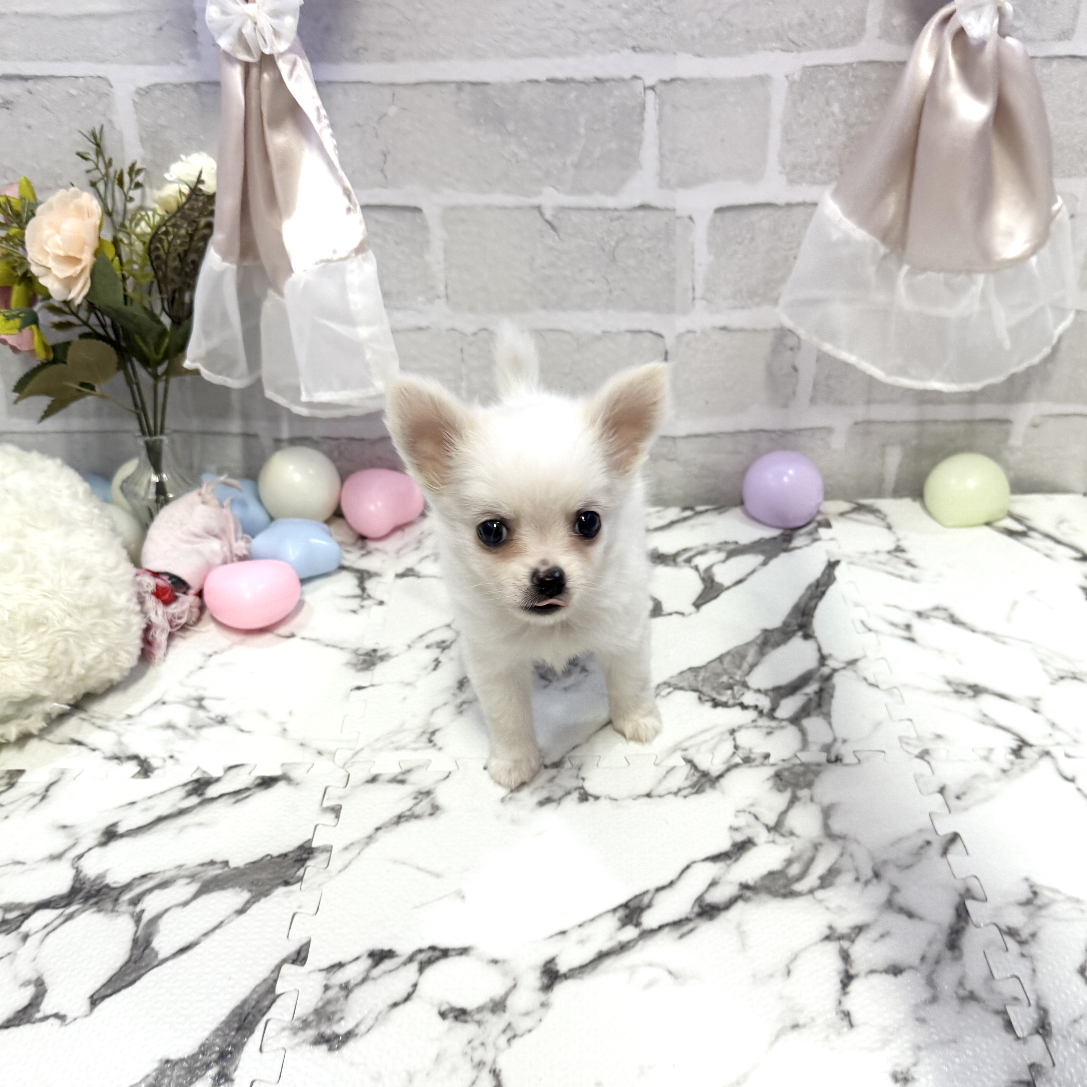 愛知県のチワワ(ロング) (犬の家＆猫の里岡崎店/2025年10月13日生まれ/男の子/ホワイトクリーム)の子犬の2枚目の画像