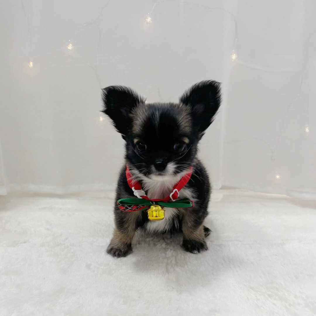 千葉県のチワワ(ロング) (犬の家＆猫の里BIGHOPガーデンモール印西店/2025年10月13日生まれ/男の子/フォーンセーブルホワイト)の子犬の1枚目の画像