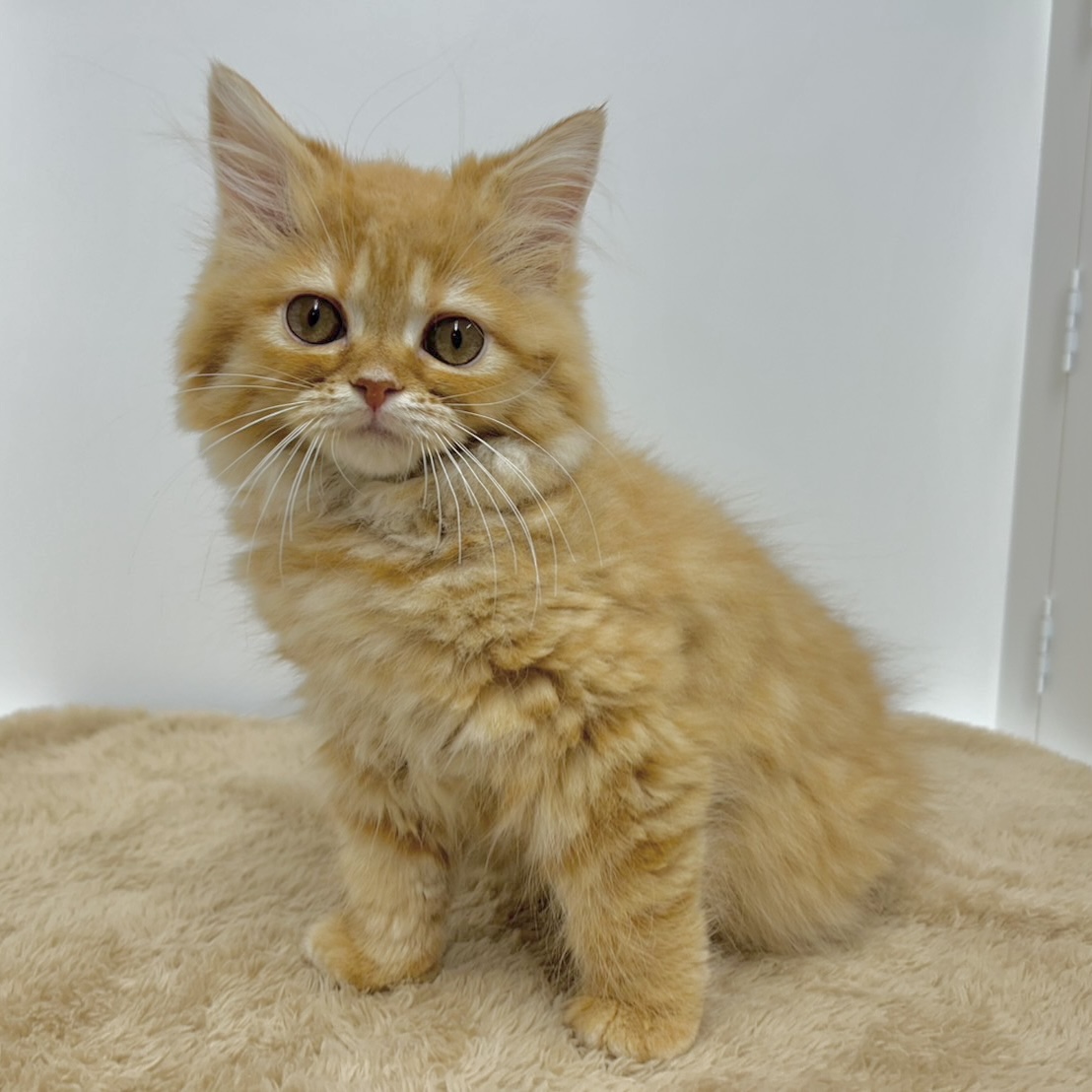 神奈川県のスコティッシュストレート (犬の家＆猫の里相模原店/2025年10月9日生まれ/女の子/レッドタビー)の子猫の2枚目の画像