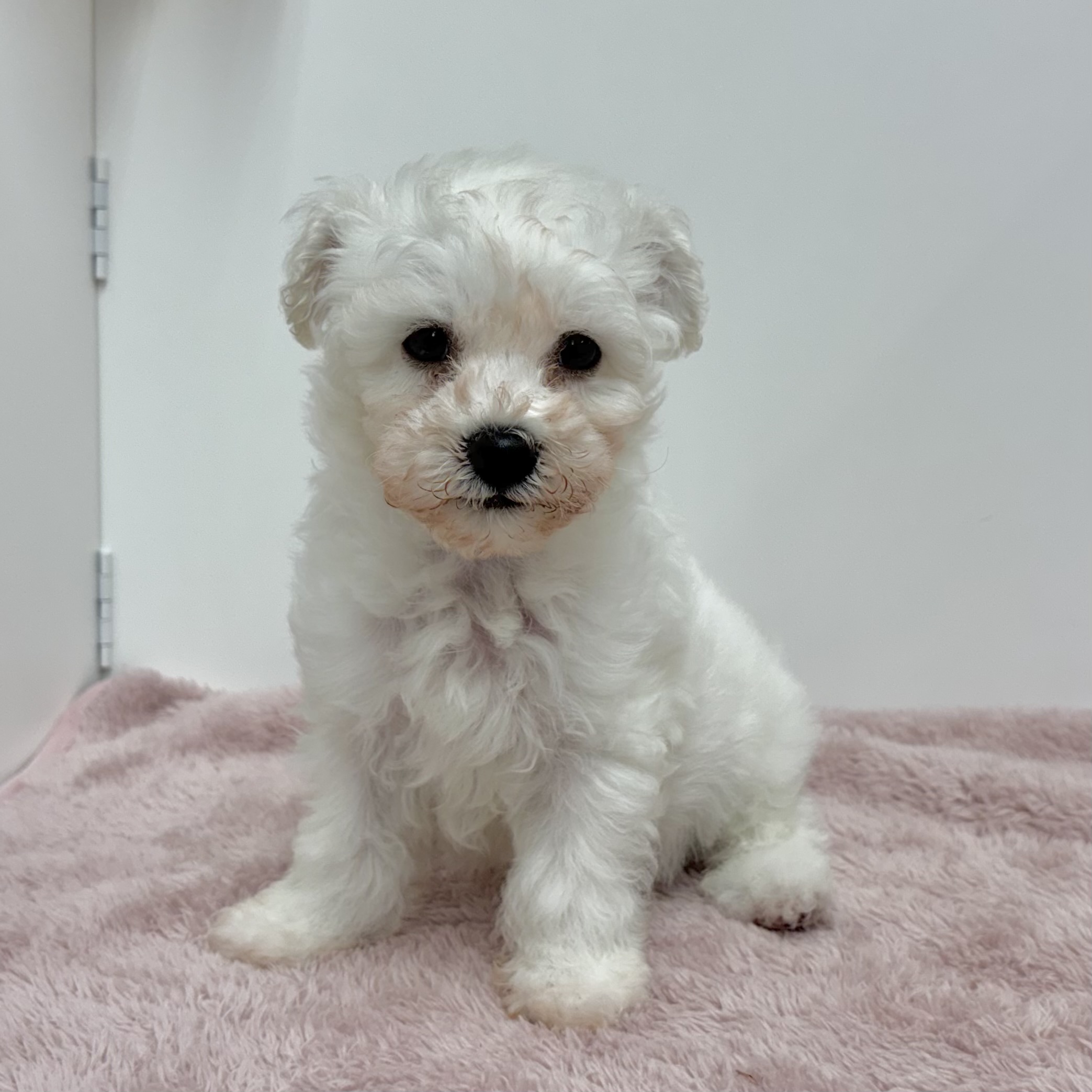 神奈川県のビションフリーゼ (犬の家＆猫の里相模原店/2025年10月12日生まれ/男の子/ホワイト)の子犬の2枚目の画像