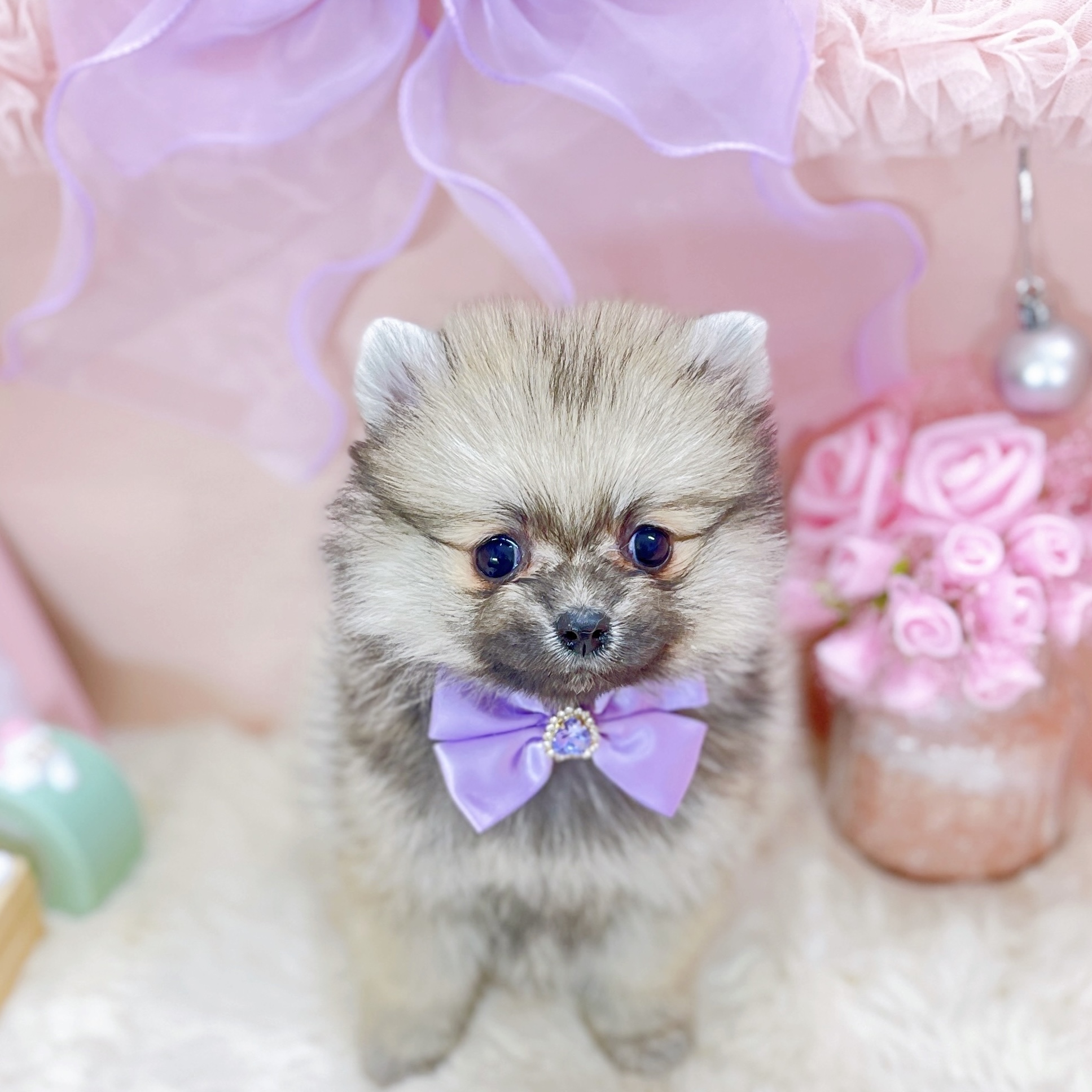 福井県のポメラニアン (犬の家＆猫の里アミーゴ福井大和田店/2025年10月7日生まれ/女の子/ウルフセーブル)の子犬の2枚目の画像