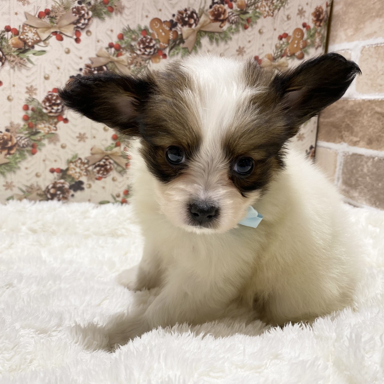 長野県のパピヨン (犬の家＆猫の里カインズ梓川店/2025年10月14日生まれ/男の子/ホワイトブラウン)の子犬の2枚目の画像