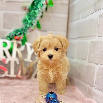 ハーフ犬女の子の写真