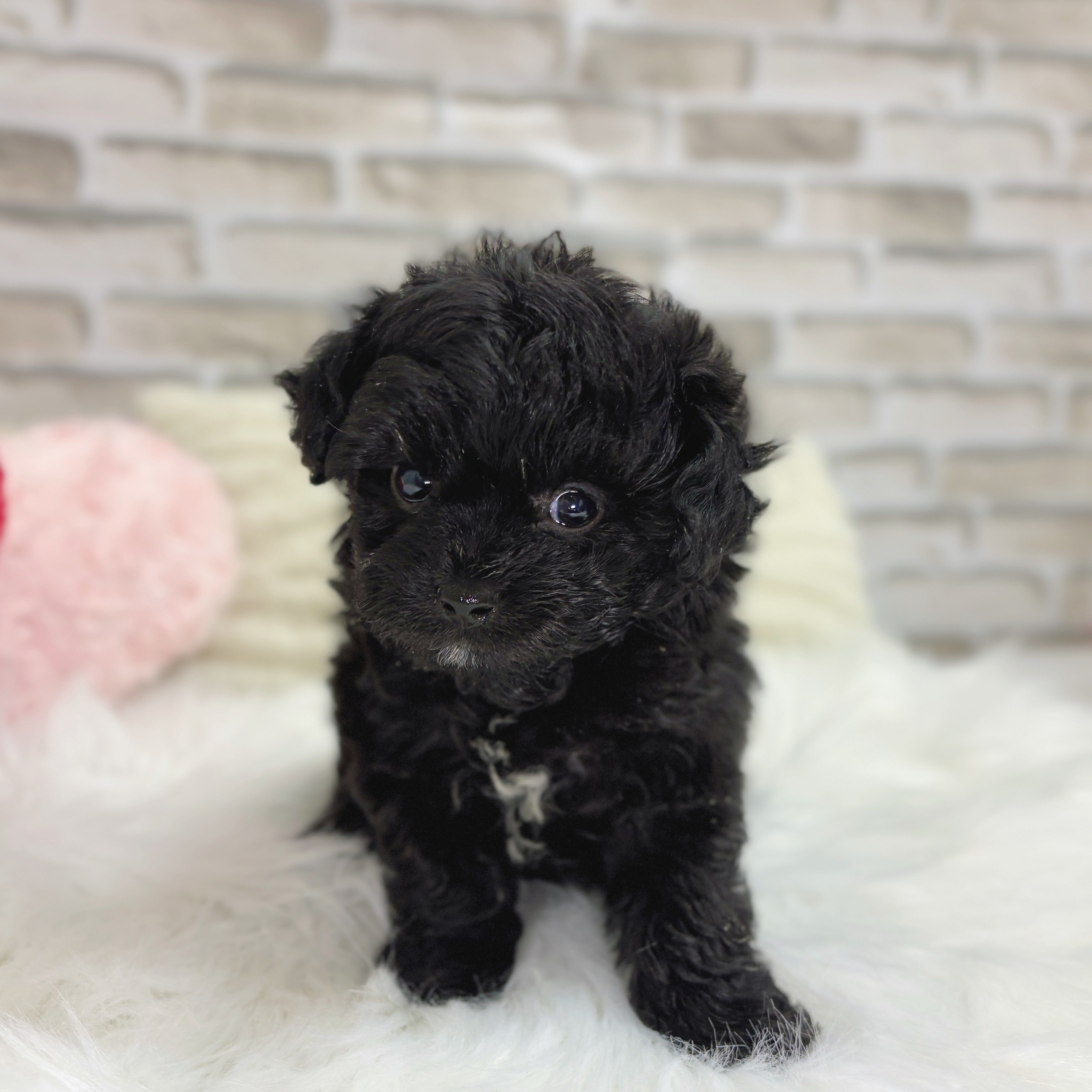 神奈川県のチワプー/プーチー(チワワ×プードル) (犬の家＆猫の里モザイクモール港北店/2025年10月14日生まれ/男の子/ブラック)の子犬の2枚目の画像
