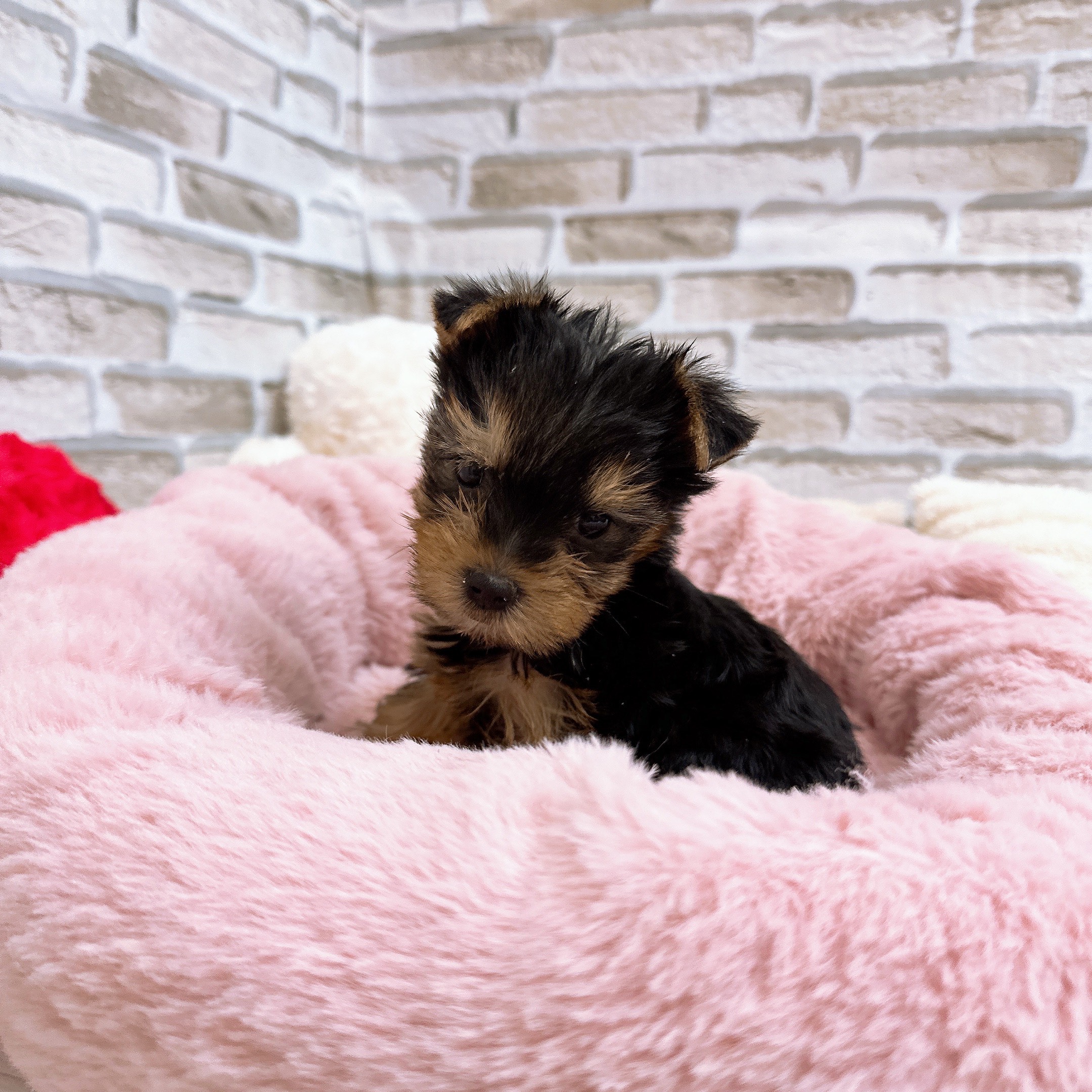 神奈川県のヨークシャーテリア (犬の家＆猫の里モザイクモール港北店/2025年10月13日生まれ/女の子/スチールブルータン)の子犬の2枚目の画像