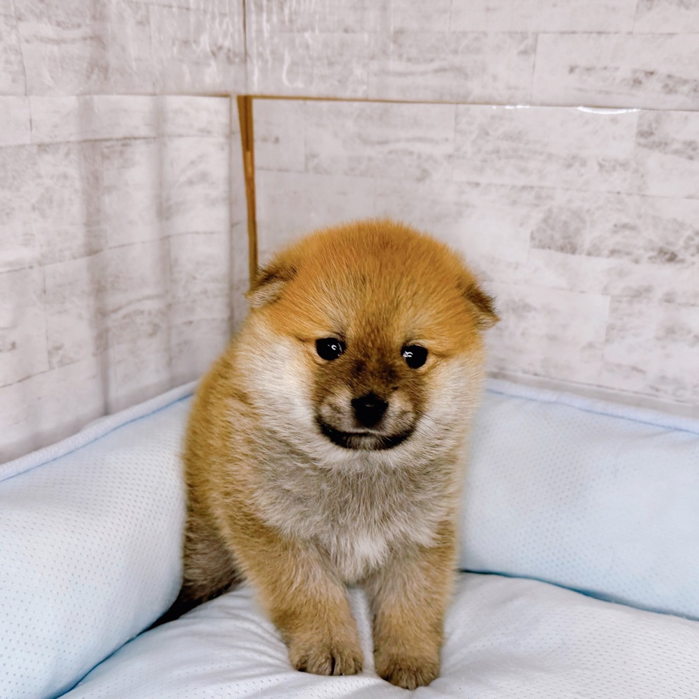 長野県のポメ柴/豆ポメ/ポメ豆柴(ポメラニアン×柴犬) (犬の家＆猫の里塩尻店/2025年10月14日生まれ/女の子/赤)の子犬の2枚目の画像