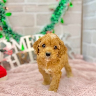 静岡県のコッカプー(アメリカンコッカースパニエル×プードル) (犬の家＆猫の里プレ葉ウォーク浜北店/2025年10月12日生まれ/女の子/レッドホワイト)の子犬の1枚目の画像