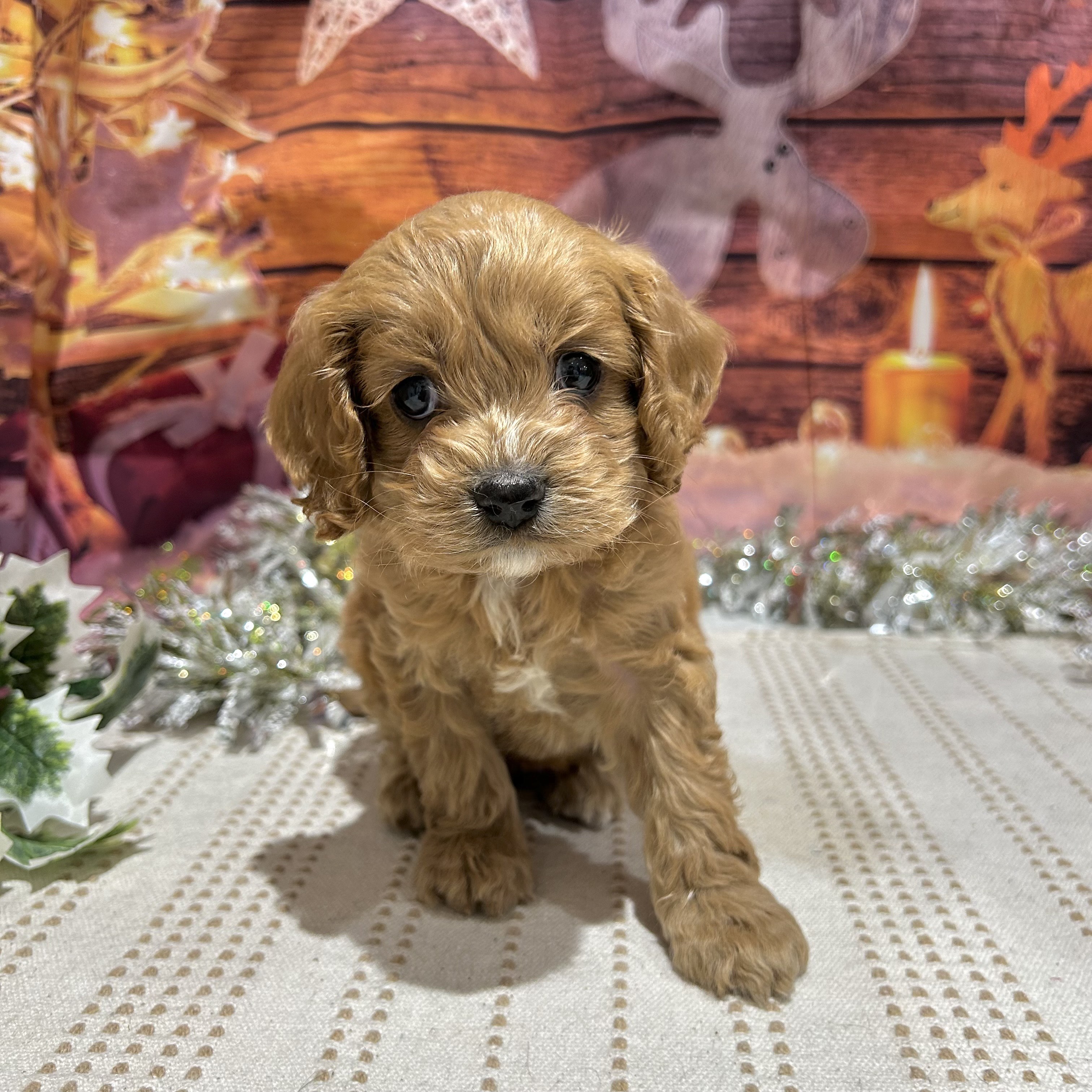 福岡県のコッカプー(アメリカンコッカースパニエル×プードル) (犬の家＆猫の里トリアス久山店/2025年10月12日生まれ/女の子/レッド)の子犬の2枚目の画像