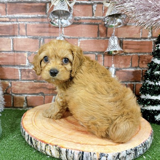 ハーフ犬男の子の写真