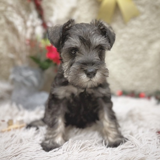 静岡県のミニチュアシュナウザー (犬の家＆猫の里藤枝店/2025年10月14日生まれ/男の子/ソルトペッパー)の子犬の2枚目の画像