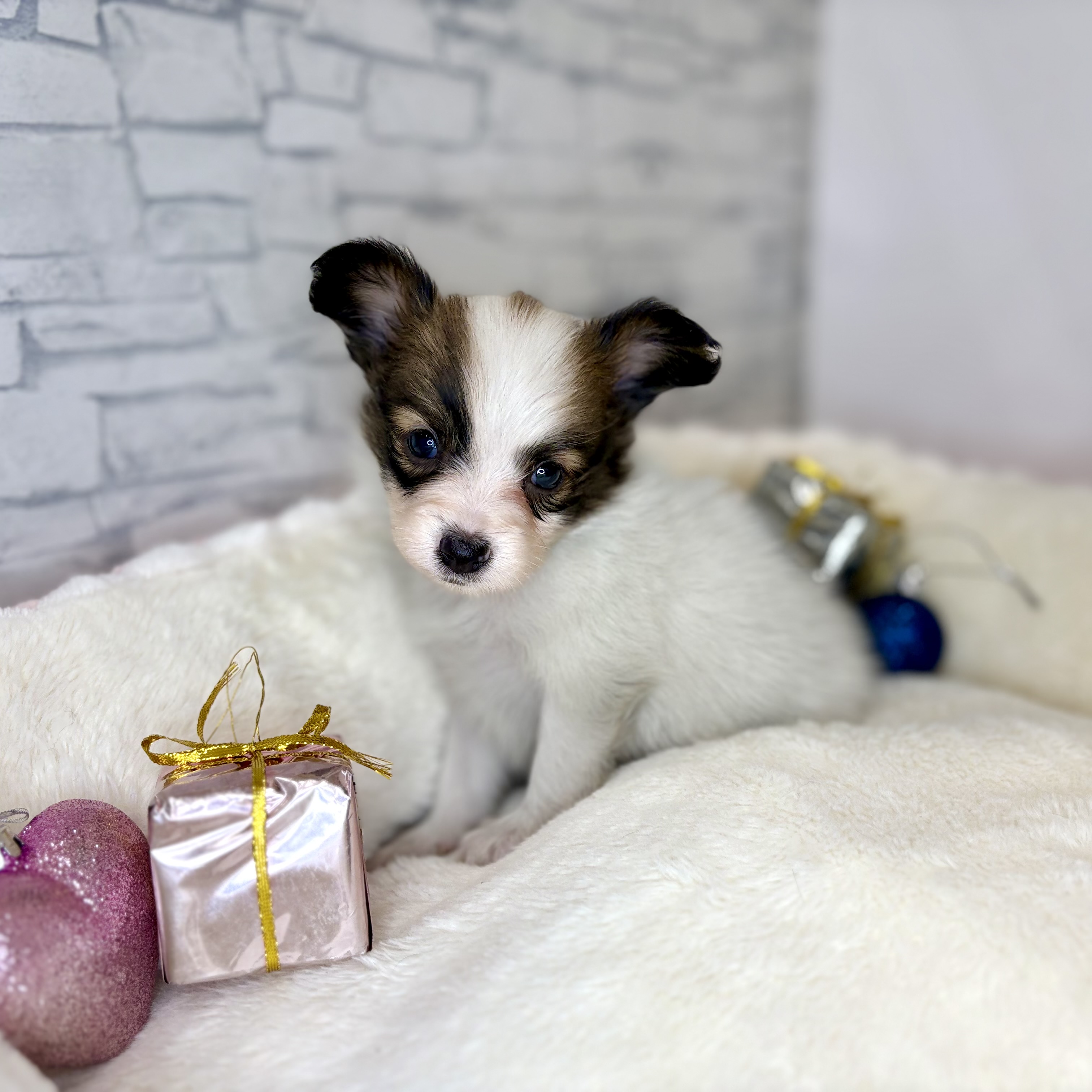 長野県のパピヨン (犬の家＆猫の里長野店/2025年10月14日生まれ/女の子/ホワイトブラウン)の子犬の2枚目の画像