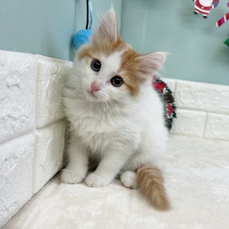 ノルウェージャンフォレストキャット女の子の写真