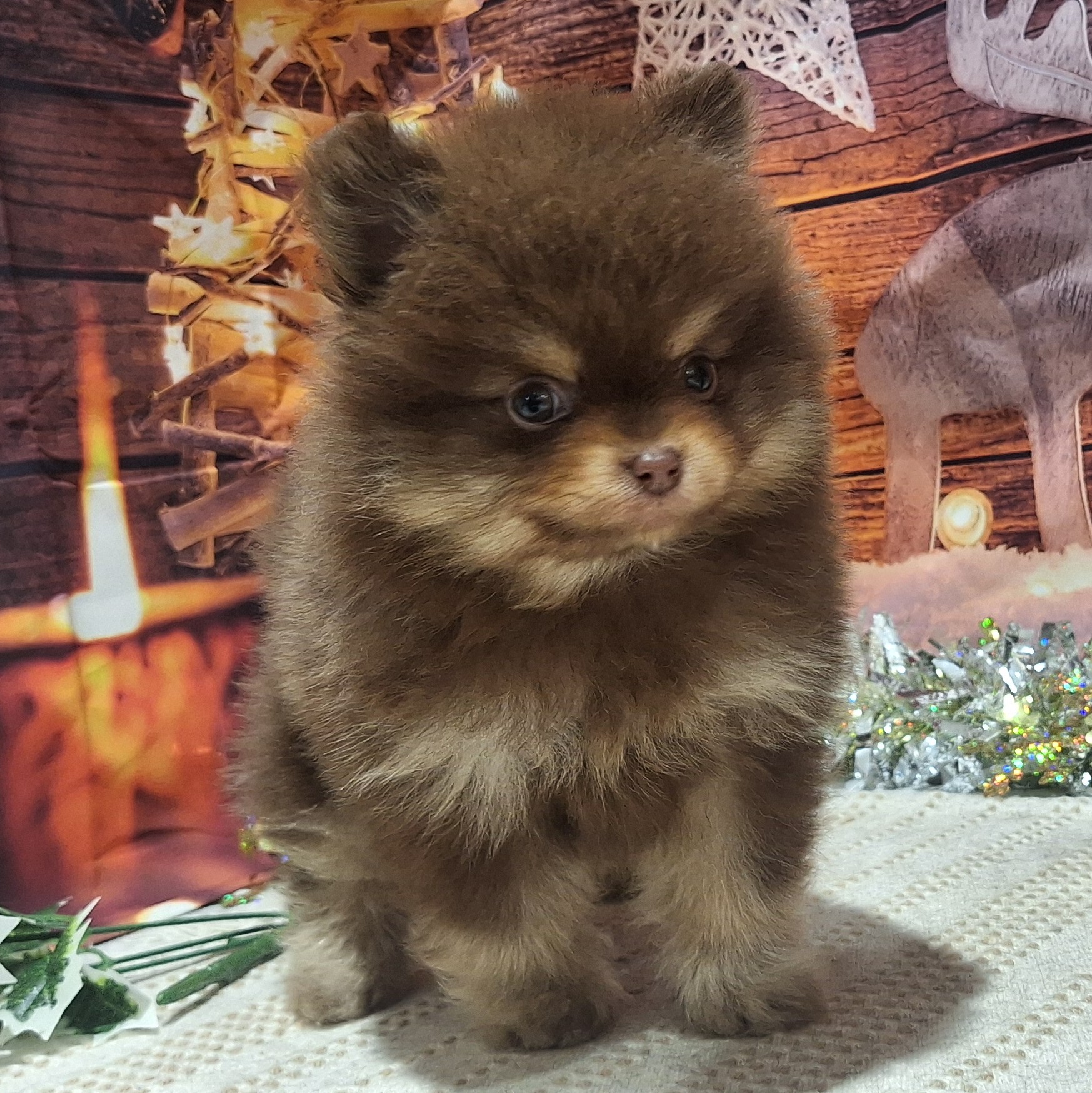 福岡県のポメラニアン (犬の家＆猫の里トリアス久山店/2025年10月13日生まれ/男の子/チョコレートタン)の子犬の2枚目の画像