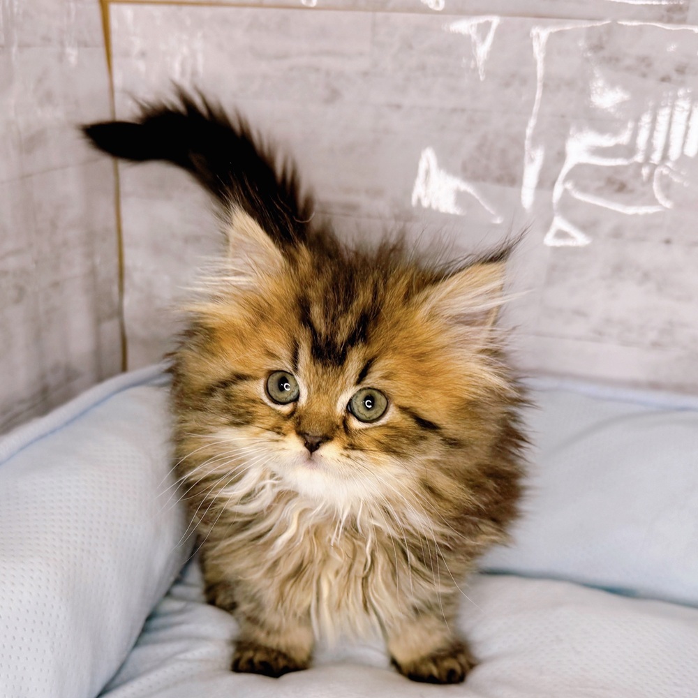 長野県のマンチカン (犬の家＆猫の里塩尻店/2025年10月14日生まれ/女の子/ブラウンタビー)の子猫の2枚目の画像