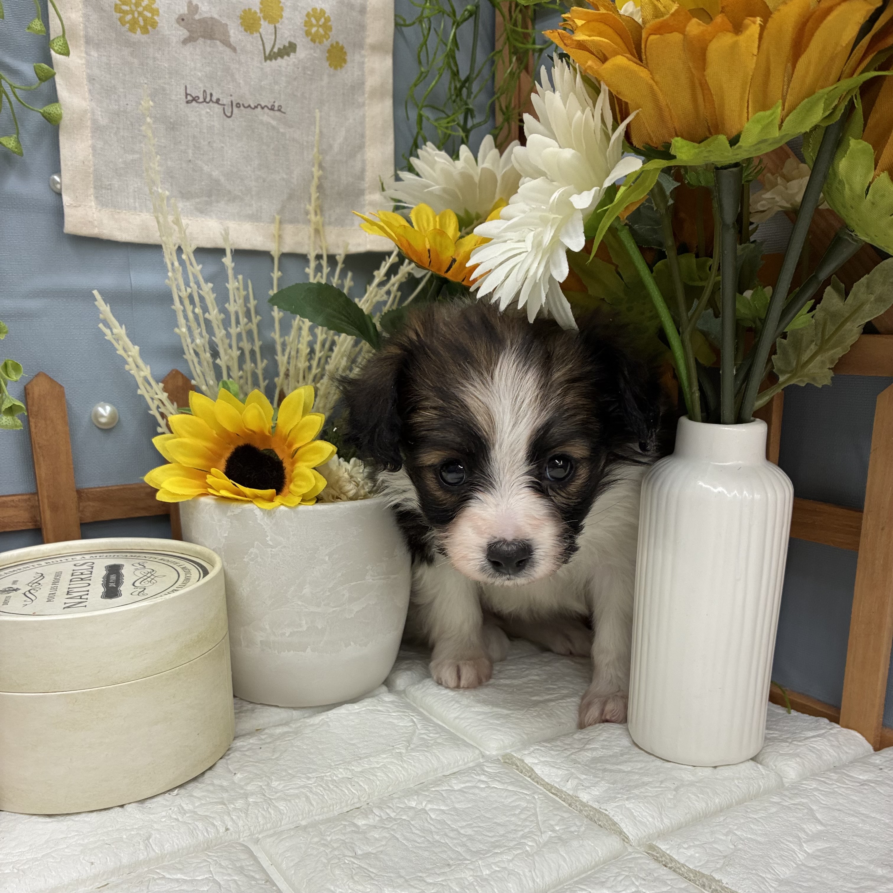 千葉県のパピヨン (犬の家＆猫の里ワンズモール稲毛店/2025年10月14日生まれ/女の子/ホワイトブラウン)の子犬の2枚目の画像