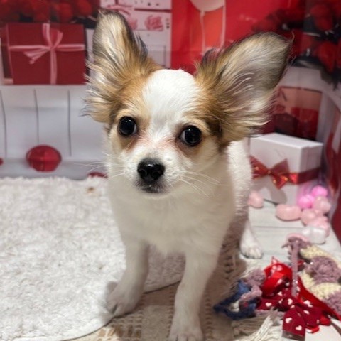 福岡県のパピチー/チワパピ(パピヨン×チワワ) (犬の家＆猫の里トリアス久山店/2025年10月14日生まれ/女の子/ホワイトブラウン)の子犬の2枚目の画像