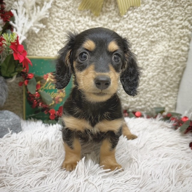 静岡県のミニチュアダックスフンド(ロング) (犬の家＆猫の里藤枝店/2025年10月12日生まれ/女の子/ブラックタン)の子犬の1枚目の画像