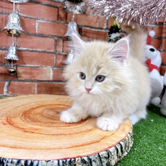 神奈川県のサイベリアン (犬の家＆猫の里小田原店/2025年10月12日生まれ/女の子/クリームタビー)の子猫の2枚目の画像