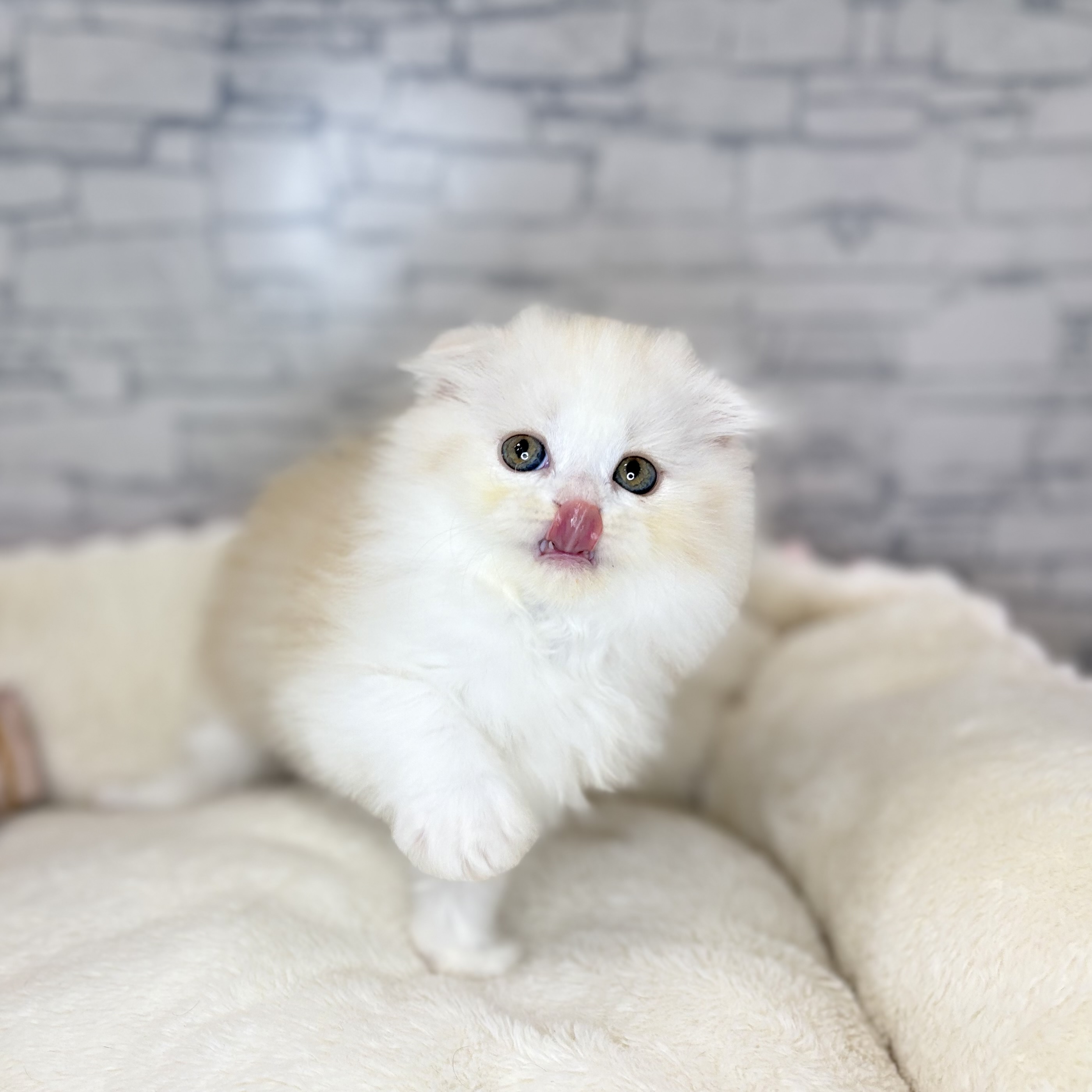 長野県のスコティッシュフォールド (犬の家＆猫の里長野店/2025年10月14日生まれ/女の子/クリームカメオタビーホワイト)の子猫の2枚目の画像