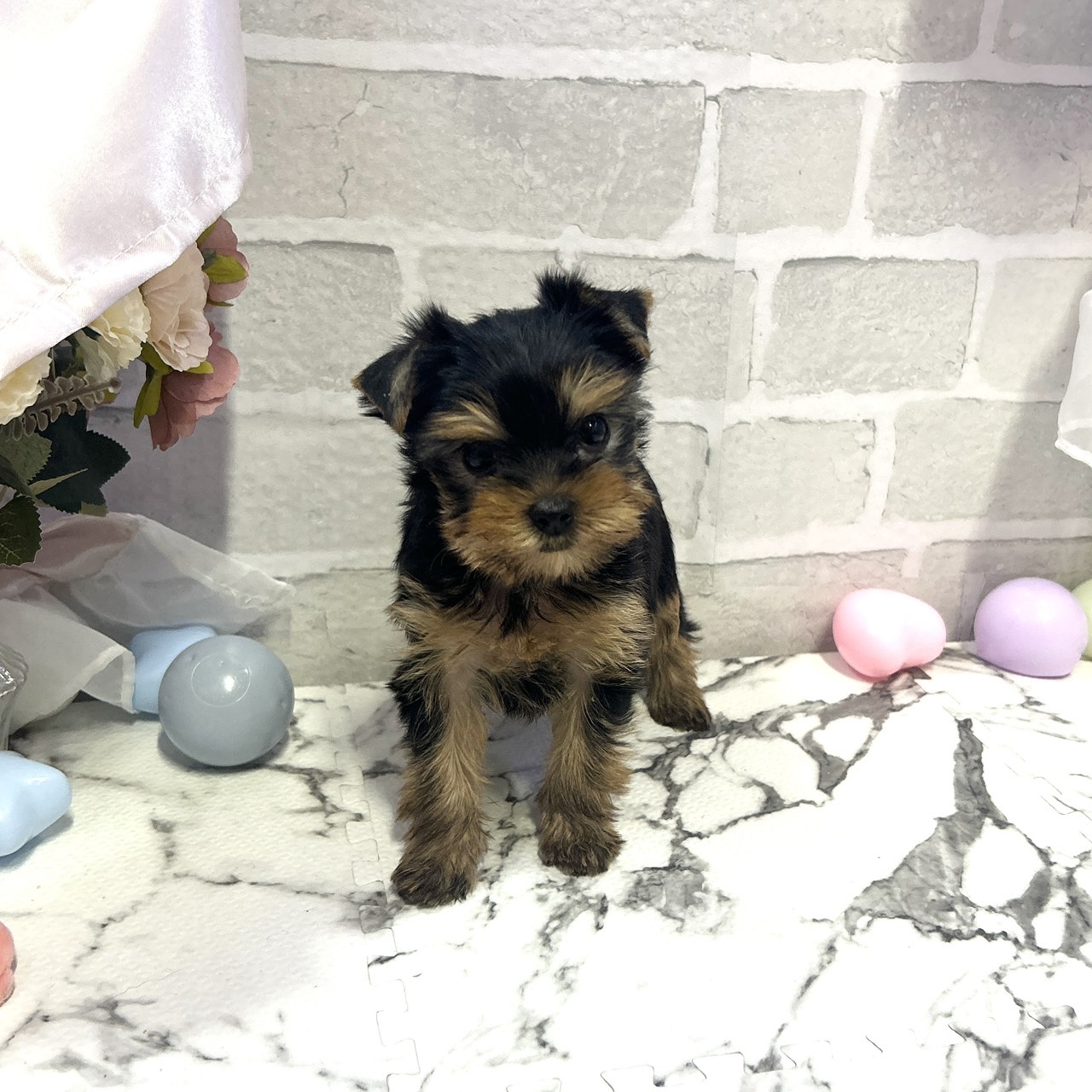 愛知県のヨークシャーテリア (犬の家＆猫の里岡崎店/2025年10月13日生まれ/女の子/スチールブルータン)の子犬の2枚目の画像