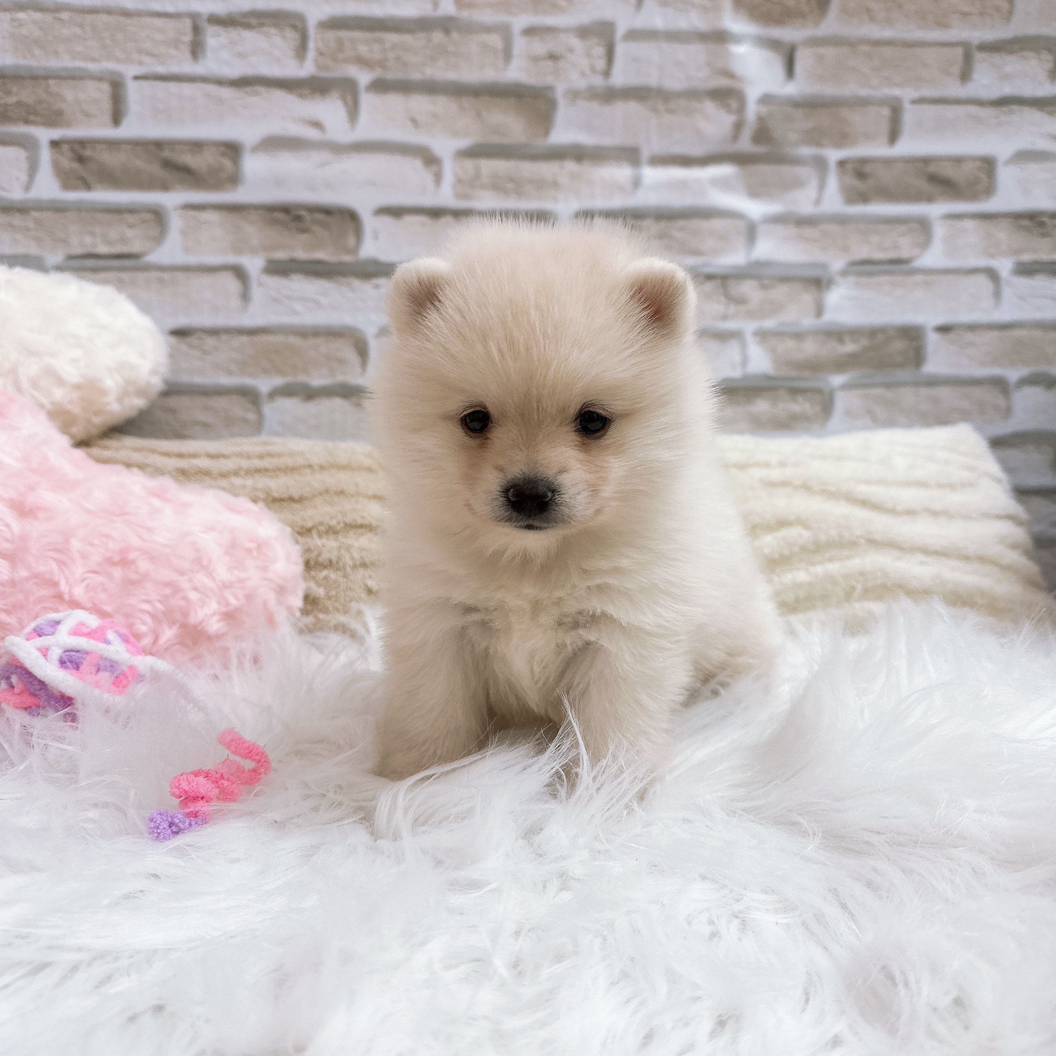 神奈川県のポメ柴/豆ポメ/ポメ豆柴(ポメラニアン×柴犬) (犬の家＆猫の里モザイクモール港北店/2025年10月13日生まれ/女の子/白)の子犬の2枚目の画像