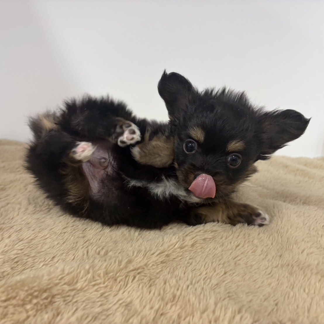 神奈川県のパピチー/チワパピ(パピヨン×チワワ) (犬の家＆猫の里相模原店/2025年10月13日生まれ/男の子/ブラックタンホワイト)の子犬の2枚目の画像