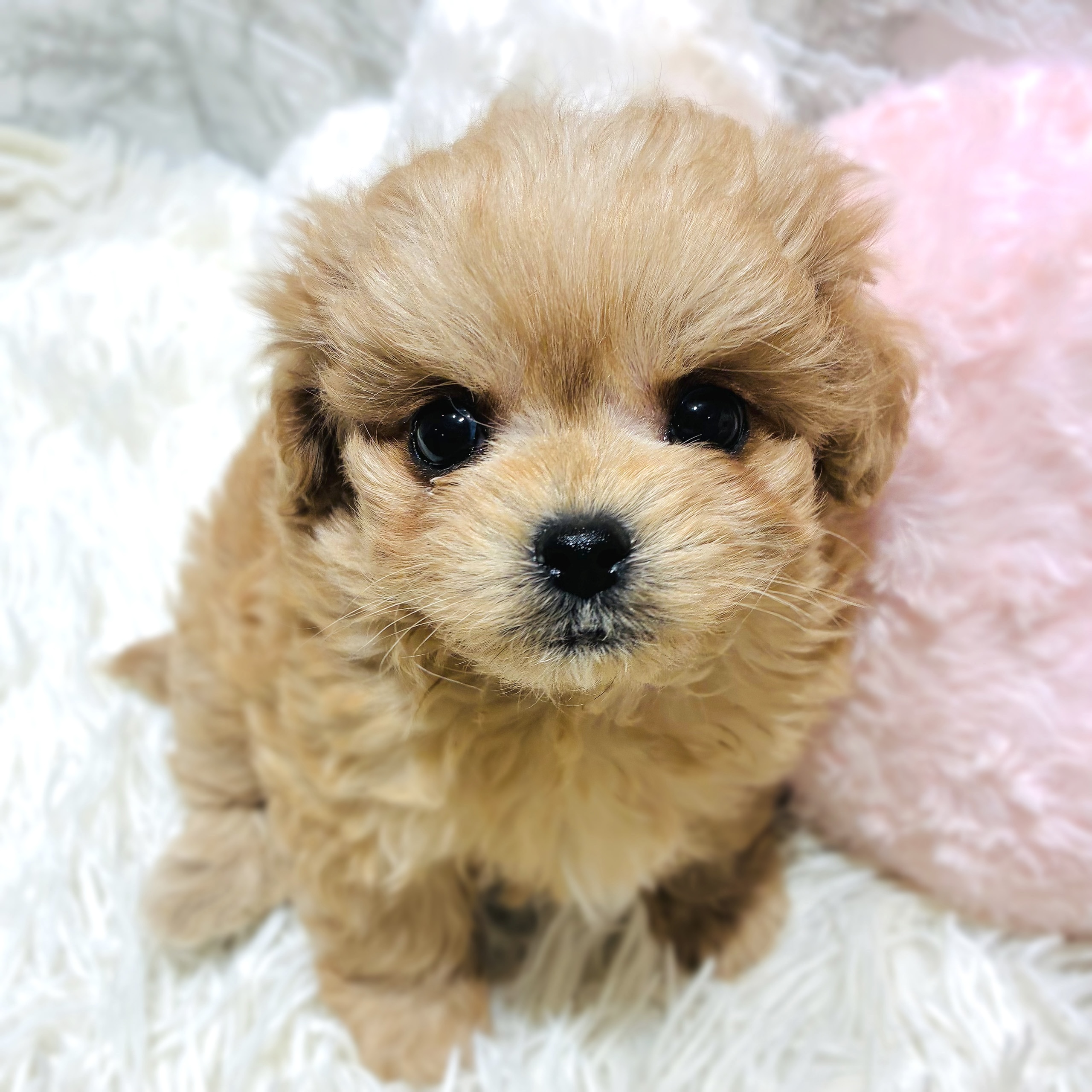 福岡県のチワプー/プーチー(チワワ×プードル) (犬の家＆猫の里くりえいと宗像店/2025年10月12日生まれ/男の子/アプリコット)の子犬の2枚目の画像
