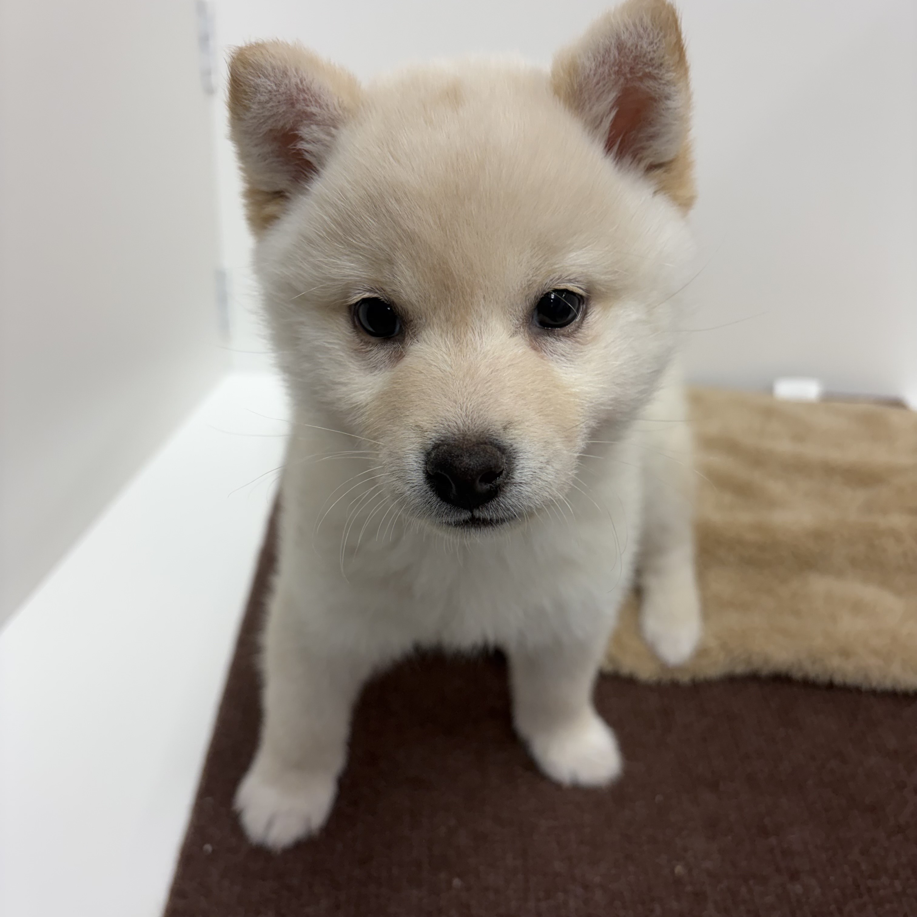 神奈川県の柴犬(標準サイズ) (犬の家＆猫の里相模原店/2025年10月14日生まれ/女の子/白)の子犬の1枚目の画像
