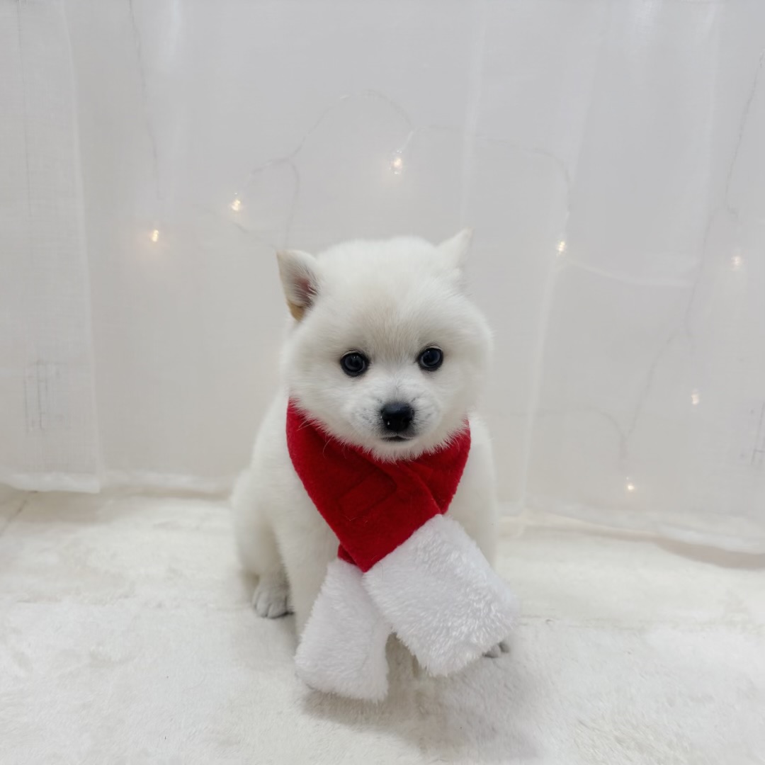 ハーフ犬女の子の写真