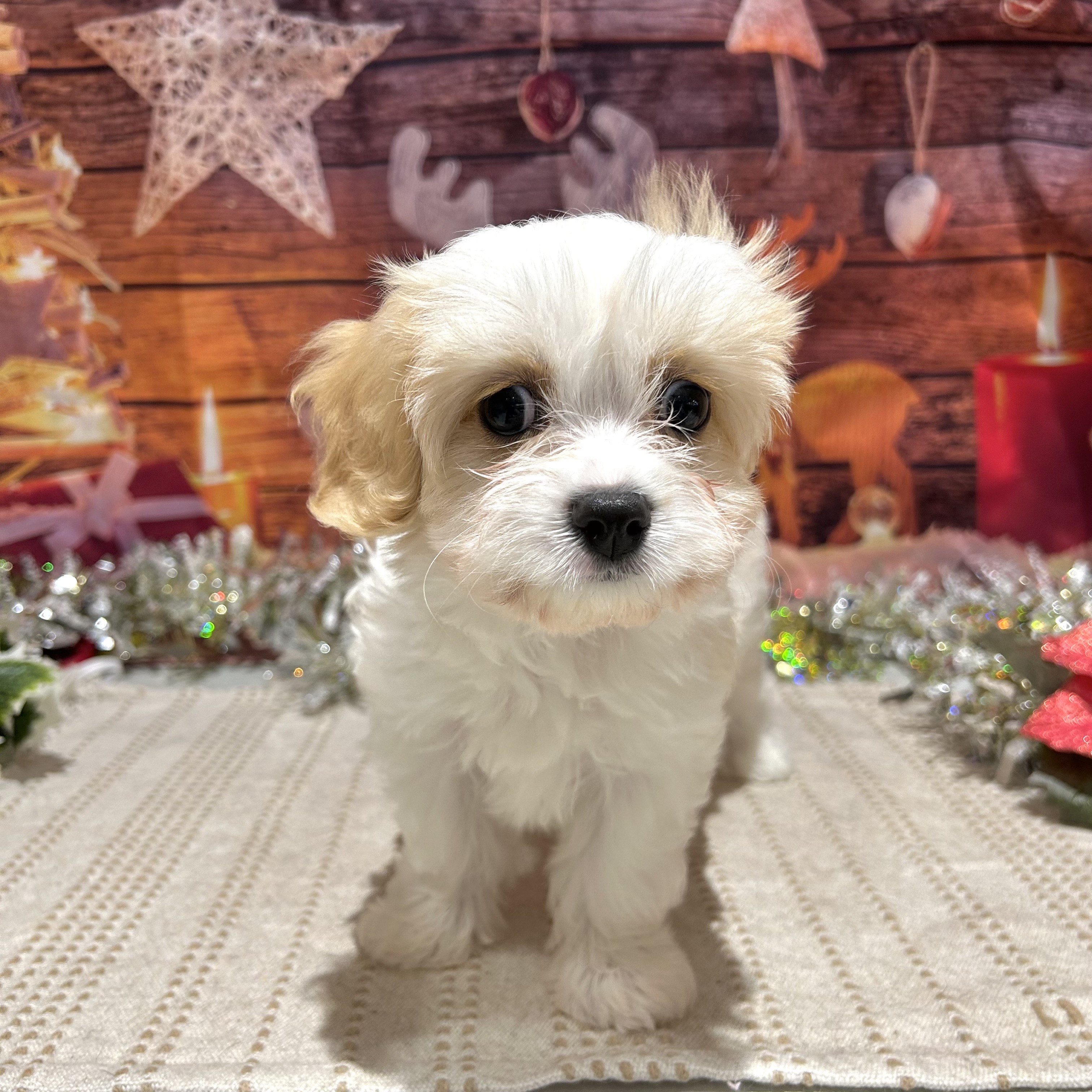 福岡県のハーフ犬・ミックス犬 (犬の家＆猫の里トリアス久山店/2025年10月13日生まれ/女の子/ブレンハイム)の子犬の2枚目の画像